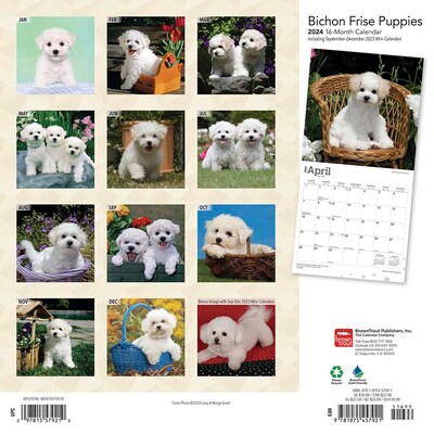 2024 BrownTrout Bichon Frise Puppies 12" x 12" Monthly Wall Calendar (9781975457921)