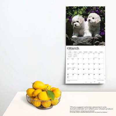 2024 BrownTrout Bichon Frise Puppies 12" x 12" Monthly Wall Calendar (9781975457921)
