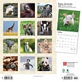 2024 BrownTrout Baby Animals 12 x 12 Monthly Wall Calendar (9781975457761)
