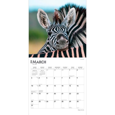 2024 BrownTrout Baby Animals 12" x 12" Monthly Wall Calendar (9781975457761)