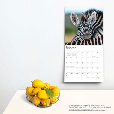 2024 BrownTrout Baby Animals 12" x 12" Monthly Wall Calendar (9781975457761)