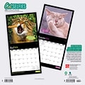 2024 BrownTrout Cat Selfies 12 x 12 Monthly Wall Calendar (9781975462215)