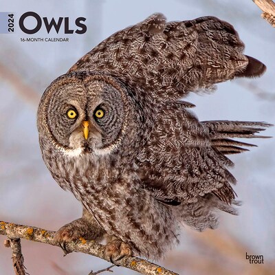 2024 BrownTrout Owls 12 x 12 Monthly Wall Calendar (9781975464448)