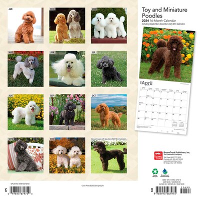 2024 BrownTrout Toy and Miniature Poodles 12" x 12" Monthly Wall Calendar (9781975467975)