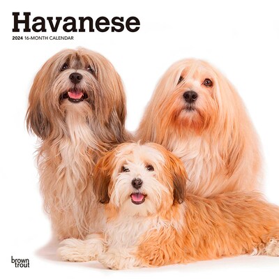2024 BrownTrout Havanese 12 x 12 Monthly Wall Calendar (9781975467913)
