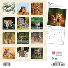 2024 BrownTrout Tigers 12 x 12 Monthly Wall Calendar (9781975465384)