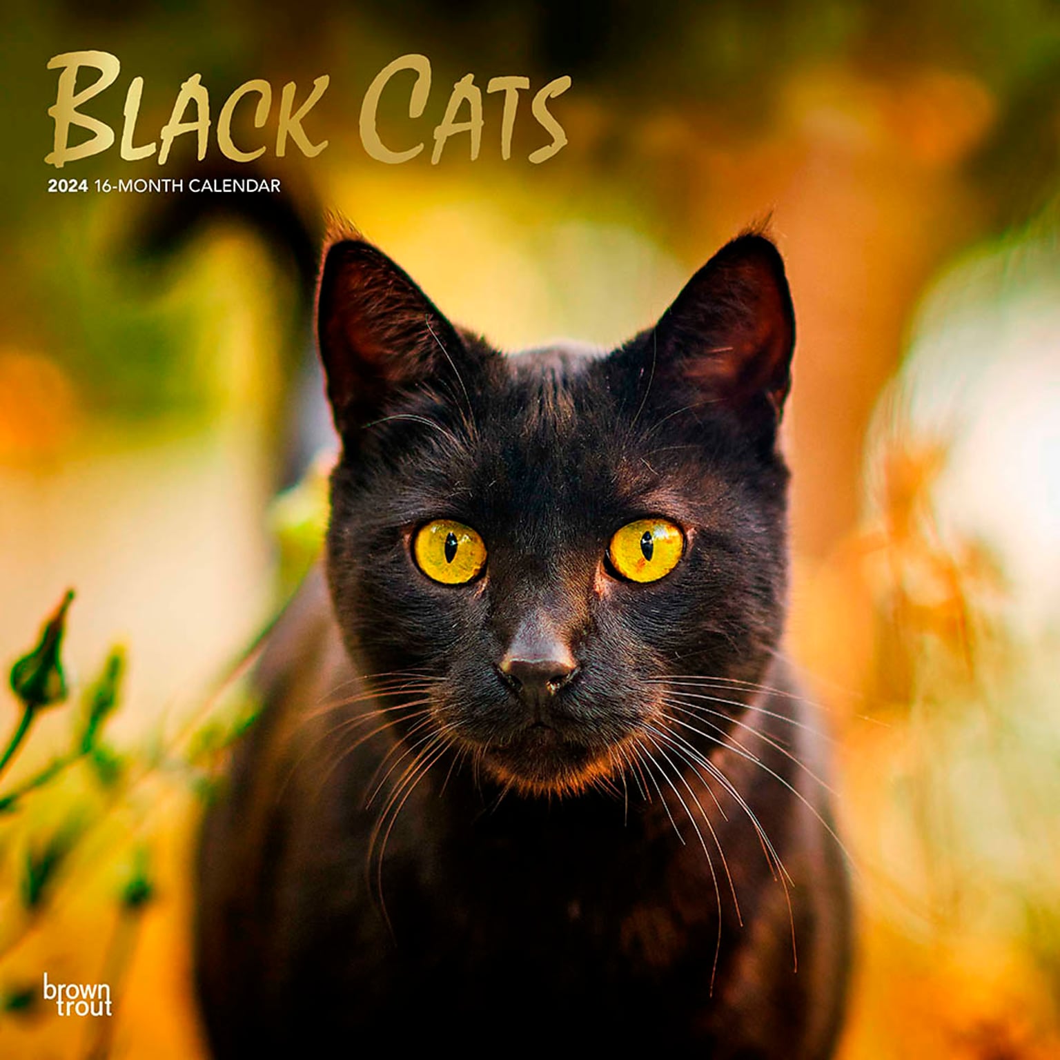 2024 BrownTrout Black Cats 12 x 12 Monthly Wall Calendar (9781975461805)