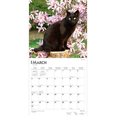 2024 BrownTrout Black Cats 12" x 12" Monthly Wall Calendar (9781975461805)