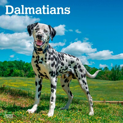 2024 BrownTrout Dalmatians 12 x 12 Monthly Wall Calendar (9781975467845)