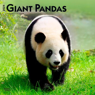 2024 BrownTrout Giant Pandas 12 x 12 Monthly Wall Calendar (9781975462857)