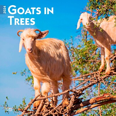 2024 BrownTrout Goats in Trees 12 x 12 Monthly Wall Calendar (9781975462888)