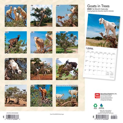 2024 BrownTrout Goats in Trees 12 x 12 Monthly Wall Calendar (9781975462888)
