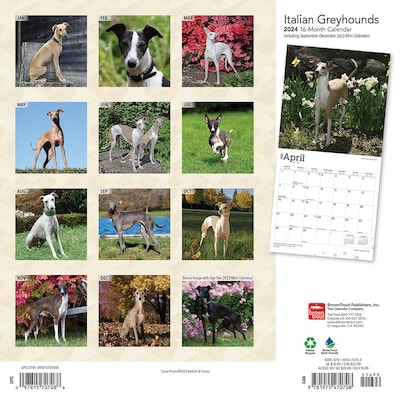 2024 BrownTrout Italian Greyhounds 12 x 12 Monthly Wall Calendar (9781975470708)