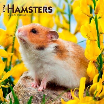 2024 BrownTrout Hamsters 12 x 12 Monthly Wall Calendar (9781975467753)
