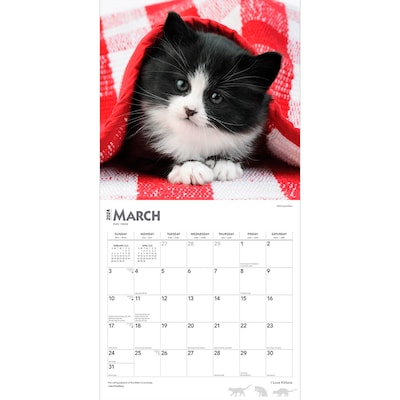 2024 BrownTrout I Love Kittens 12" x 12" Monthly Wall Calendar (9781975463489)