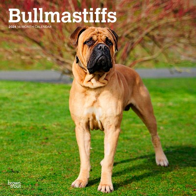 2024 BrownTrout Bullmastiffs 12 x 12 Monthly Wall Calendar (9781975470685)
