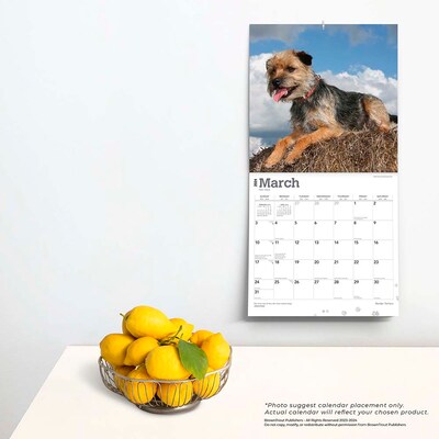 2024 BrownTrout Border Terriers 12" x 12" Monthly Wall Calendar (9781975467807)