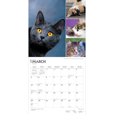 2024 BrownTrout Cat Lovers 12" x 12" Monthly Wall Calendar (9781975462208)