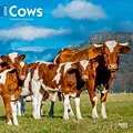 2024 BrownTrout Cows 12 x 12 Monthly Wall Calendar (9781975462499)