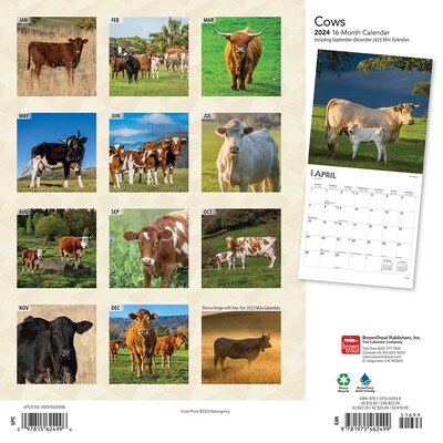 2024 BrownTrout Cows 12" x 12" Monthly Wall Calendar (9781975462499)