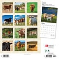 2024 BrownTrout Cows 12 x 12 Monthly Wall Calendar (9781975462499)