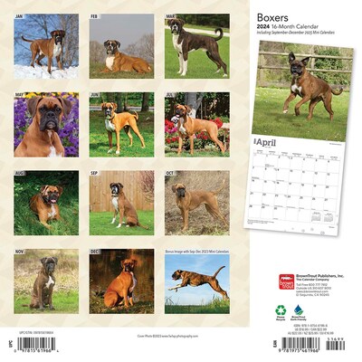 2024 BrownTrout Boxers International Edition 12 x 12 Monthly Wall Calendar (9781975461966)