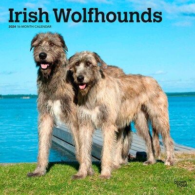 2024 BrownTrout Irish Wolfhounds 12 x 12 Monthly Wall Calendar (9781975470692)