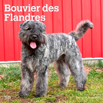 2024 BrownTrout Bouvier des Flandres 12 x 12 Monthly Wall Calendar (9781975467814)