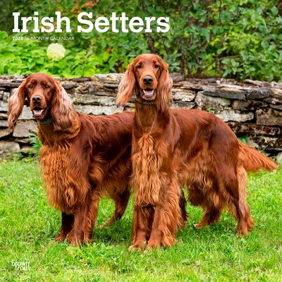 2024 BrownTrout Irish Setters 12 x 12 Monthly Wall Calendar (9781975467920)