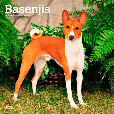 2024 BrownTrout Basenjis 12 x 12 Monthly Wall Calendar (9781975470647)