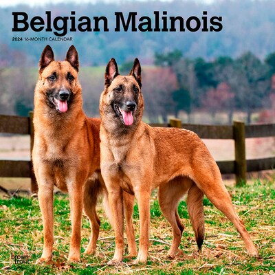2024 BrownTrout Belgian Malinois 12 x 12 Monthly Wall Calendar (9781975470661)