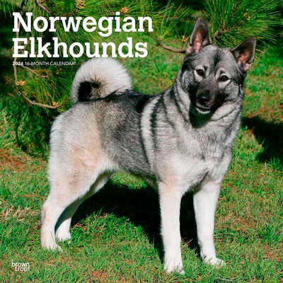 2024 BrownTrout Norwegian Elkhounds 12 x 12 Monthly Wall Calendar (9781975470739)