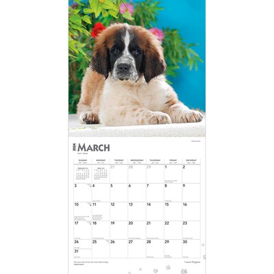 2024 BrownTrout I Love Puppies 12" x 12" Monthly Wall Calendar (9781975464721)