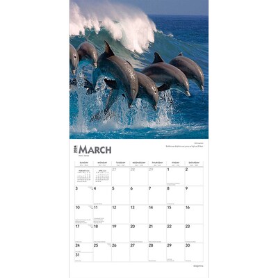 2024 BrownTrout Dolphins 12" x 12" Monthly Wall Calendar (9781975467739)