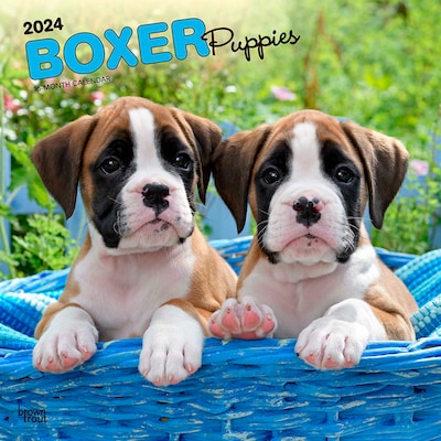 2024 BrownTrout Boxer Puppies 12 x 12 Monthly Wall Calendar (9781975461935)
