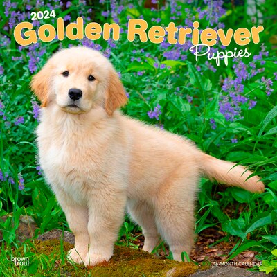 2024 BrownTrout Golden Retriever Puppies 12 x 12 Monthly Wall Calendar (9781975462901)