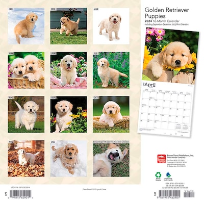 2024 BrownTrout Golden Retriever Puppies 12 x 12 Monthly Wall Calendar (9781975462901)