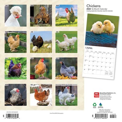 2024 BrownTrout Chickens 12 x 12 Monthly Wall Calendar (9781975462307)