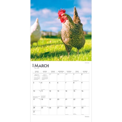 2024 BrownTrout Chickens 12" x 12" Monthly Wall Calendar (9781975462307)