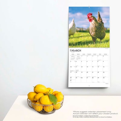 2024 BrownTrout Chickens 12" x 12" Monthly Wall Calendar (9781975462307)