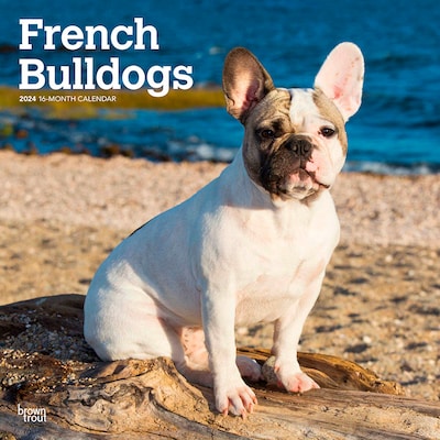 2024 BrownTrout French Bulldogs 12 x 12 Monthly Wall Calendar (9781975462758)