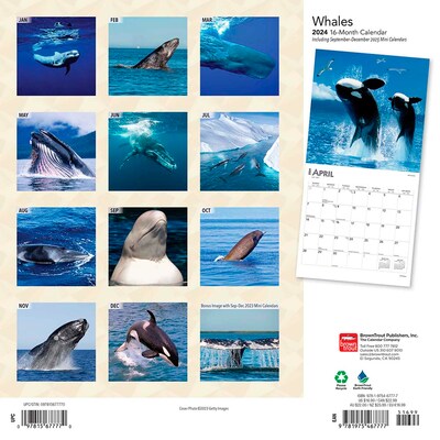 2024 BrownTrout Whales 12 x 12 Monthly Wall Calendar (9781975467777)