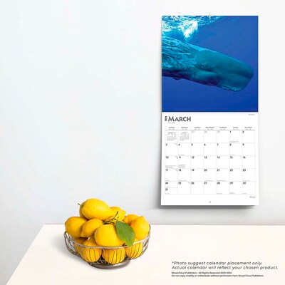 2024 BrownTrout Whales 12" x 12" Monthly Wall Calendar (9781975467777)
