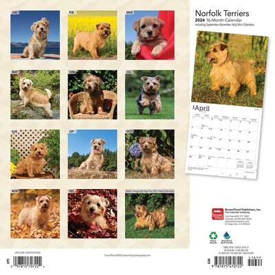 2024 BrownTrout Norfolk Terriers 12 x 12 Monthly Wall Calendar (9781975470722)