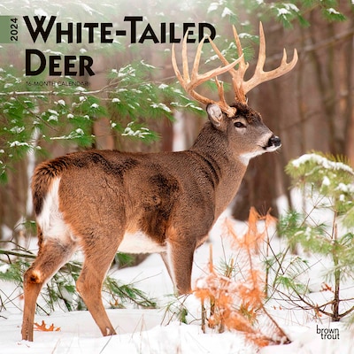 2024 BrownTrout White Tailed Deer 12 x 12 Monthly Wall Calendar (9781975465735)