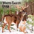 2024 BrownTrout White Tailed Deer 12 x 12 Monthly Wall Calendar (9781975465735)