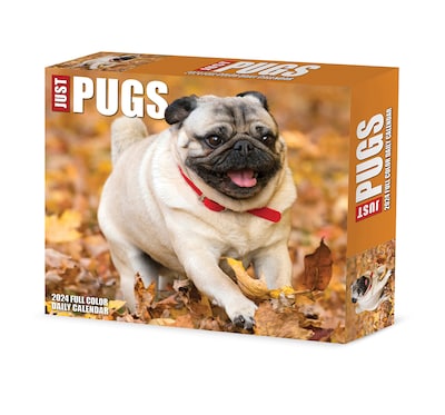 2024 Willow Creek Pugs 6 x 5.5 Daily Day-to-Day Calendar, Multicolor (36495)