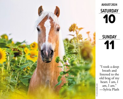 2024 Willow Creek What Horses Teach Us 6" x 5.5" Daily Day-to-Day Calendar, Multicolor (36617)