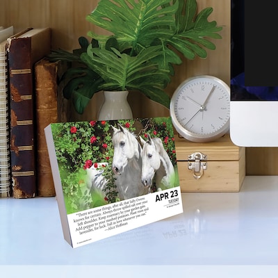 2024 Willow Creek What Horses Teach Us 6" x 5.5" Daily Day-to-Day Calendar, Multicolor (36617)