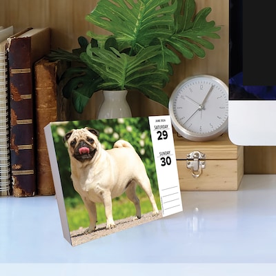 2024 Willow Creek Pugs 6" x 5.5" Daily Day-to-Day Calendar, Multicolor (36495)